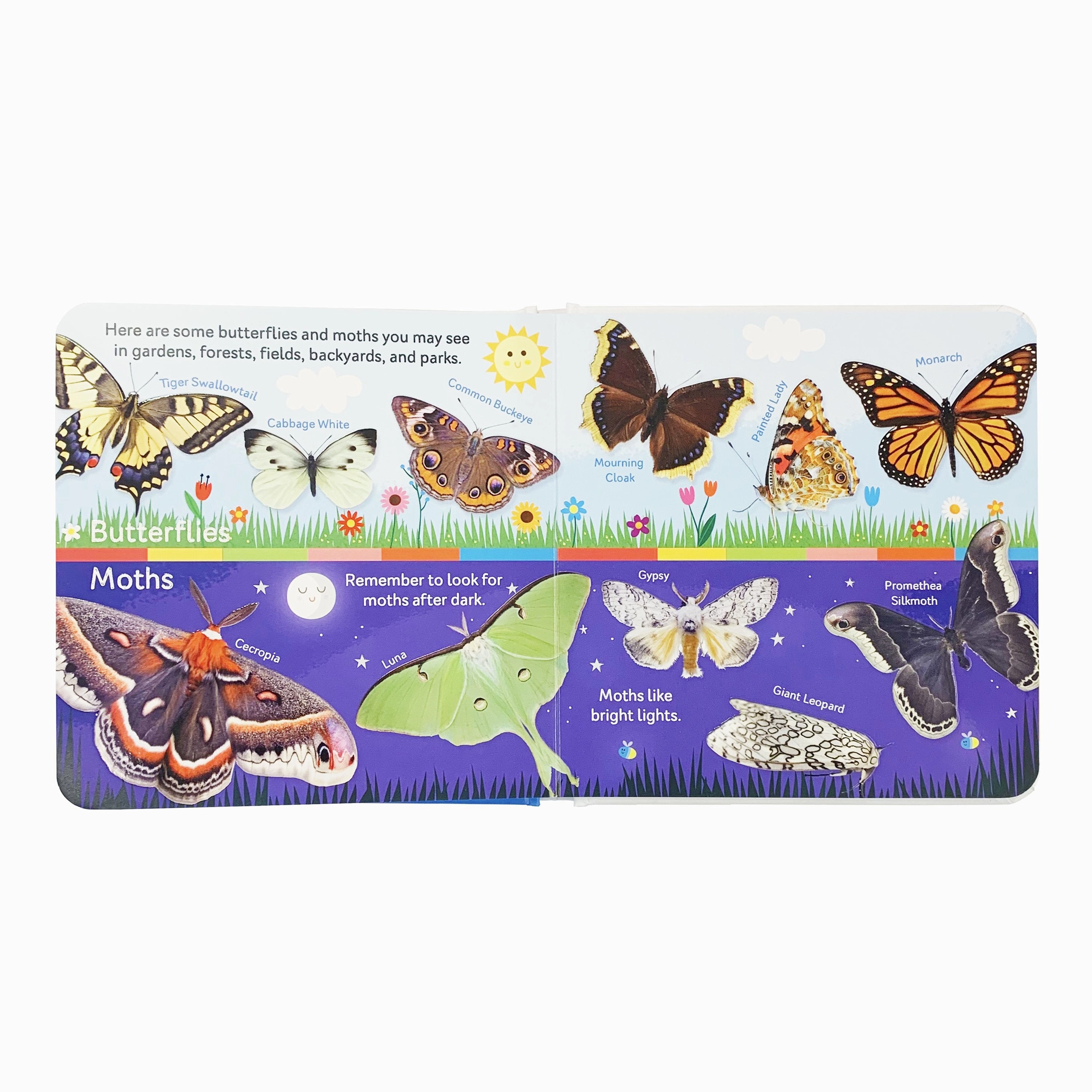 Butterflies and Moths - First Discovery Books
